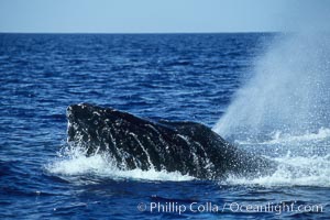 Humpback whale head lunging, rostrum extended out of the water, exhaling at the surface, exhibiting surface active social behaviours, Megaptera novaeangliae, Maui