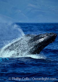 Humpback whale head lunging, rostrum extended out of the water, exhaling at the surface, exhibiting surface active social behaviours, Megaptera novaeangliae, Maui