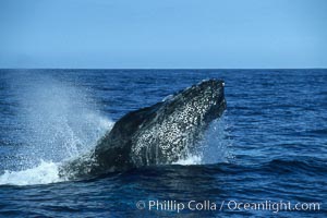 Humpback whale head lunging, rostrum extended out of the water, exhaling at the surface, exhibiting surface active social behaviours, Megaptera novaeangliae, Maui