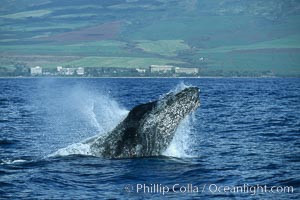 Humpback whale head lunging, rostrum extended out of the water, exhaling at the surface, exhibiting surface active social behaviours, Megaptera novaeangliae, Maui