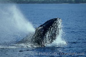 Humpback whale head lunging, rostrum extended out of the water, exhaling at the surface, exhibiting surface active social behaviours, Megaptera novaeangliae, Maui