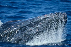 Humpback whale primary escort head lunging, showing bleeding tubercles caused by collisions with other whales, rostrum extended out of the water, exhaling at the surface, exhibiting surface active social behaviours, Megaptera novaeangliae, Maui