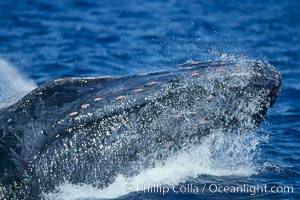 Humpback whale primary escort head lunging, showing bleeding tubercles caused by collisions with other whales, rostrum extended out of the water, exhaling at the surface, exhibiting surface active social behaviours, Megaptera novaeangliae, Maui