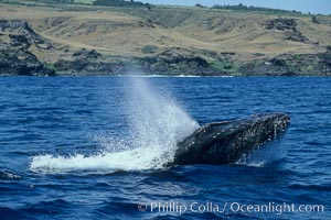 Humpback whale head lunging, showing bleeding tubercles caused by collisions with other whales, rostrum extended out of the water, exhaling at the surface, exhibiting surface active social behaviours, Megaptera novaeangliae, Molokai