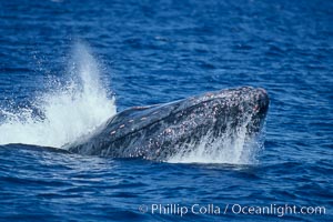 Humpback whale head lunging, showing bleeding tubercles caused by collisions with other whales, rostrum extended out of the water, exhaling at the surface, exhibiting surface active social behaviours, Megaptera novaeangliae, Maui