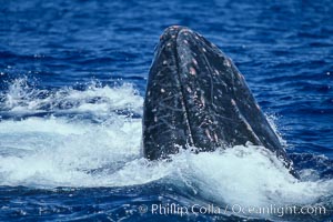 Humpback whale head lunging, showing bleeding tubercles caused by collisions with other whales, rostrum extended out of the water, exhaling at the surface, exhibiting surface active social behaviours, Megaptera novaeangliae, Maui