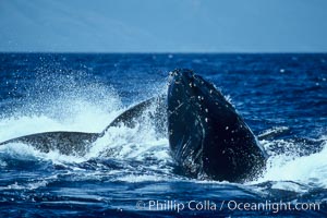 Humpback whale surface active group, male escort head lunging, Megaptera novaeangliae, Maui
