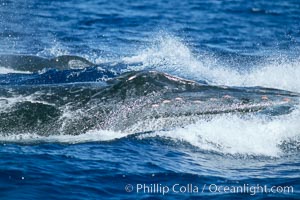 Humpback whale surface active group, male escort head lunging, Megaptera novaeangliae, Maui