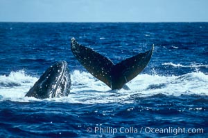 Humpback whale surface active group, male escort head lunging, Megaptera novaeangliae, Maui