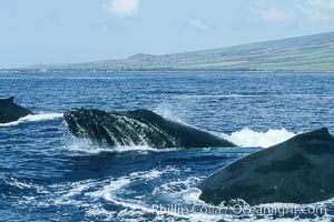 Humpback whale surface active group, male escort head lunging, Megaptera novaeangliae, Maui