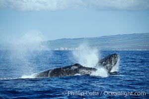 Humpback whale surface active group, male escort head lunging, Megaptera novaeangliae, Maui