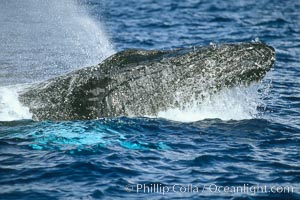 Humpback whale, male escort head lunging, Megaptera novaeangliae, Maui