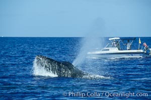 Humpback whale, male head lunging, whale research boat (Center for Whale Studies) in background flying yellow NOAA/NMFS permit flag, Megaptera novaeangliae, Maui