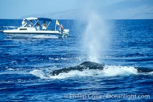 Humpback whale, male head lunging, whale research boat (Center for Whale Studies) in background flying yellow NOAA/NMFS permit flag, Megaptera novaeangliae, Maui