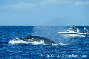 Humpback whale, male head lunging, whale research boat (Center for Whale Studies) in background flying yellow NOAA/NMFS permit flag, Megaptera novaeangliae, Maui