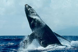 Humpback whale lunging clear of the water and falling forward with pectoral fins extended, a behavior known as a head slap.