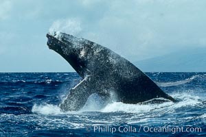 Humpback whale lunging clear of the water and falling forward with pectoral fins extended, a behavior known as a head slap, Megaptera novaeangliae, Maui