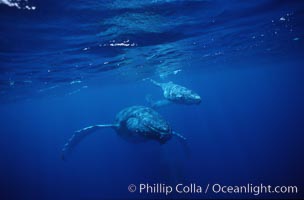 North Pacific humpback whale, cow/calf, Megaptera novaeangliae, Maui