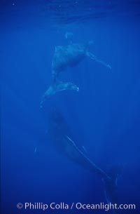 North Pacific humpback whale, cow/calf/escort, Megaptera novaeangliae, Maui