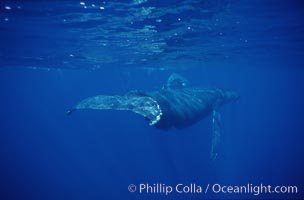 North Pacific humpback whale, fluke in foreground, Megaptera novaeangliae, Maui