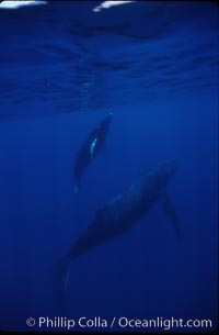 North Pacific humpback whale, Megaptera novaeangliae, Maui