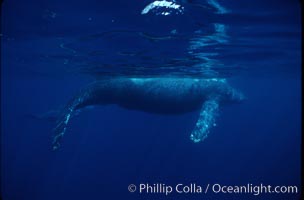 North Pacific humpback whale, Megaptera novaeangliae, Maui