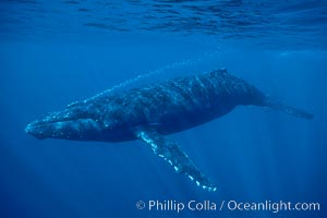 North Pacific humpback whale, Megaptera novaeangliae, Maui