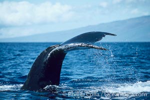 Humpback whale raising fluke (tail) out of the water before making a dive, Megaptera novaeangliae, Maui