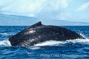 Humpback whale rounding out at the surface before diving, showing its dorsal fin, Megaptera novaeangliae, Maui