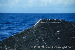 Humpback whale dorsal fin detail, showing small wounds from recent competitive interactions with other whales, Megaptera novaeangliae, Maui