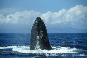 Humpback whale spy-hopping, raising its rostrum clear of the water for a few moments at a time, Megaptera novaeangliae, Maui