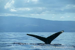 Humpback whale raising fluke (tail) out of the water before making a dive, Megaptera novaeangliae, Maui