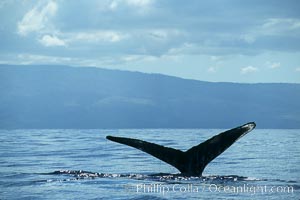 Humpback whale raising fluke (tail) out of the water before making a dive.