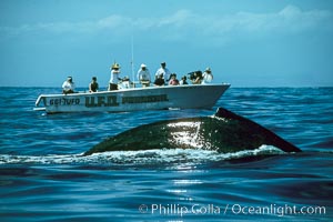 North Pacific humpback whale rounds out near observers.