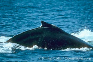 Humpback whale rounding out at the surface before diving, showing its dorsal fin, Megaptera novaeangliae, Maui