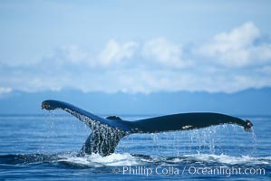 North Pacific humpback whale raising its fluke before diving underwater to forage for herring in southeast Alaska. Maui, Hawaii, USA, Megaptera novaeangliae, natural history stock photograph, photo id 02154