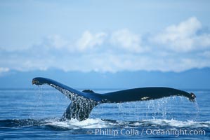 North Pacific humpback whale raising its fluke before diving underwater to forage for herring in southeast Alaska.