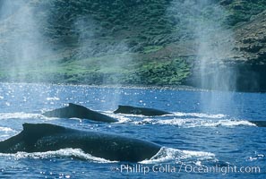 North Pacific humpback whales, competitive group exhaling at the surface.