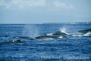 Humpback whale surface active group, Megaptera novaeangliae, Maui