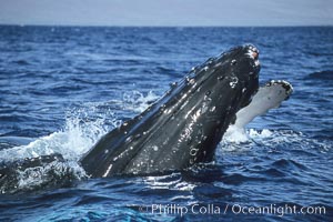 Humpback whale surface active group, male escort crucifix blocking another escort, Megaptera novaeangliae, Maui