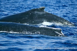 Humpback whale surface active group, Megaptera novaeangliae, Maui