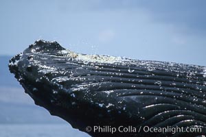 Humpback whale rostrum detail showing throat pleats (top), chin and tubercles, Megaptera novaeangliae, Maui