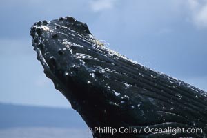 Humpback whale rostrum detail showing throat pleats (top), chin and tubercles, Megaptera novaeangliae, Maui