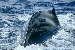 Humpback whale dorsal fin and dorsal ridge, Megaptera novaeangliae, Maui