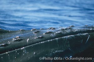 Humpback whale rostrum detail showing chin and tubercles, Megaptera novaeangliae, Maui