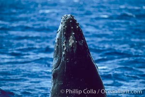 Humpback whale calf with small patch of whale lice on top of rostrum, Megaptera novaeangliae, Maui