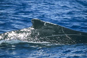 Humpback whale dorsal fin, Megaptera novaeangliae, Maui