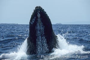 Humpback whale, rostrum raised, ventral aspect showing throat pleats, Megaptera novaeangliae, Maui