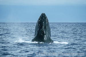 Humpback whale, rostrum raised, dorsal aspect showing bloody tubercles from competitive activities, Megaptera novaeangliae, Maui