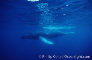 North Pacific humpback whale, Megaptera novaeangliae, Maui